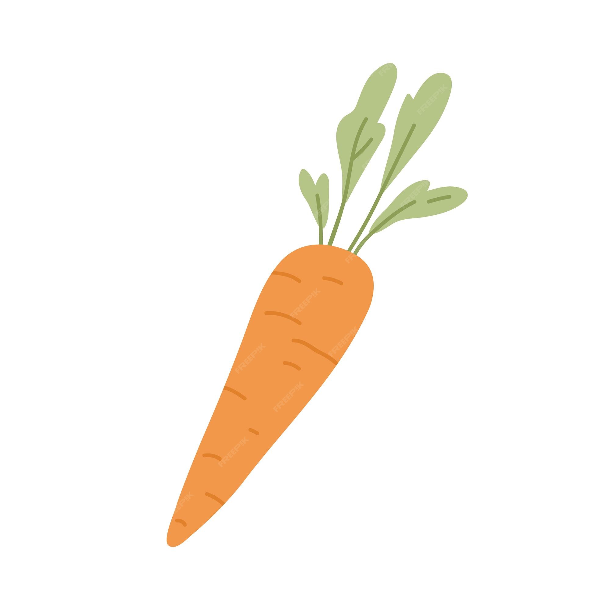 Cone Desenhado À Mão De Beterraba Fresca. Desenho Vegetal Natural, Objeto  De Alimento Orgânico, Ilustração Vetorial De Refeição Vegetariana Isolada  No Fundo Branco. Royalty Free SVG, Cliparts, Vetores, e Ilustrações Stock.  Image