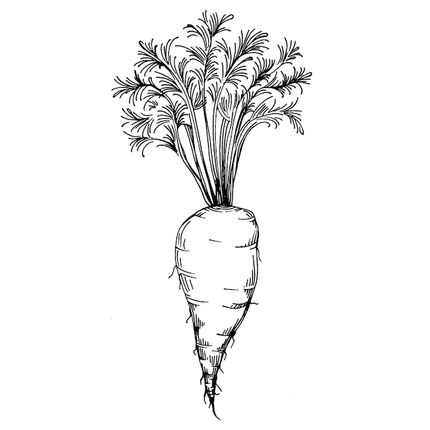 Cenoura ilustração desenhada à mão isolada