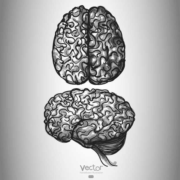 Vetor cérebro. conjunto de duas vistas. desenhado à mão