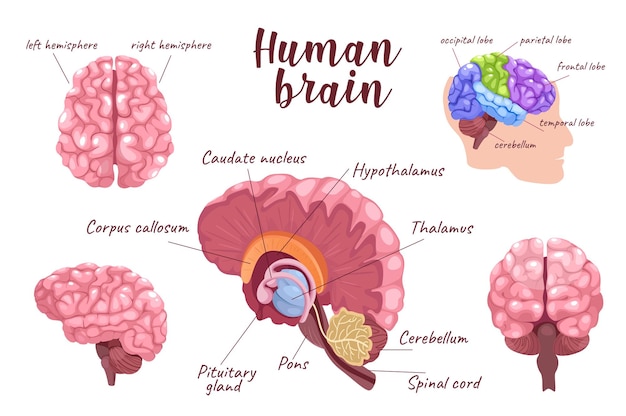 Vetor cérebro humano d conjunto realista de elementos isolados de ilustração vetorial