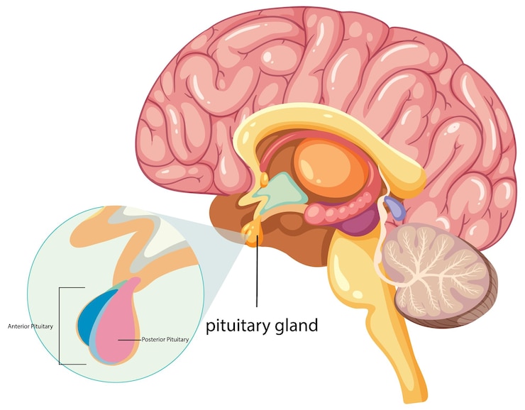 Vetor cérebro humano e glândula pituitária