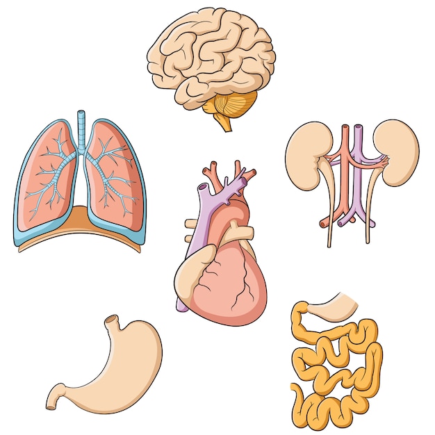 Vetor cérebro pulmões coração cálcio renal estômago intestinos