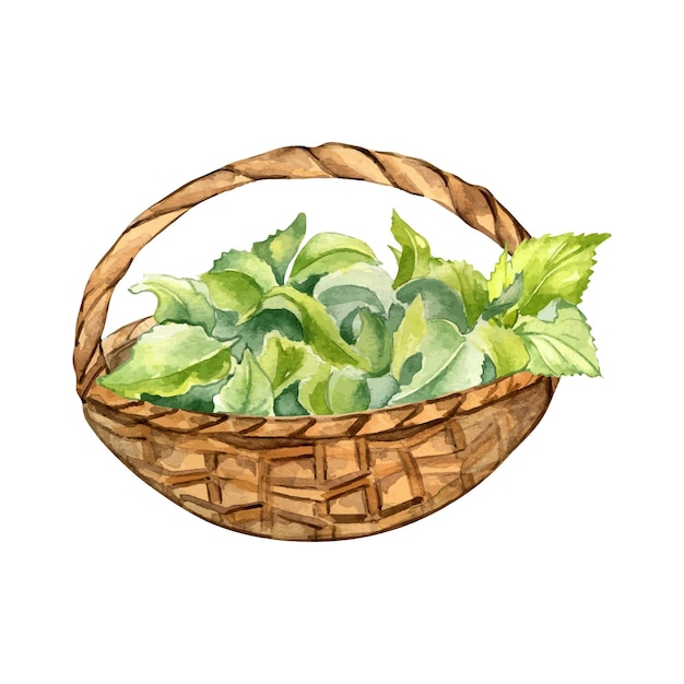 Vetor cesto de palha cheio de folhas de urtiga ilustração em aquarela isolada em branco cesto rústico com plantas herbáceas desenhado à mão elemento de design para pacote de etiqueta de cartão produto de urtiga boticário