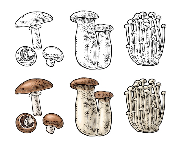 Vetor champignon enoki eryngii ilustração de gravura vetorial em cores vintage em branco