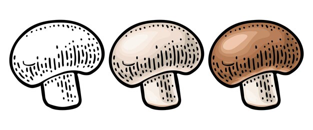 Vetor champignon ilustração de gravura vetorial de cor vintage em branco