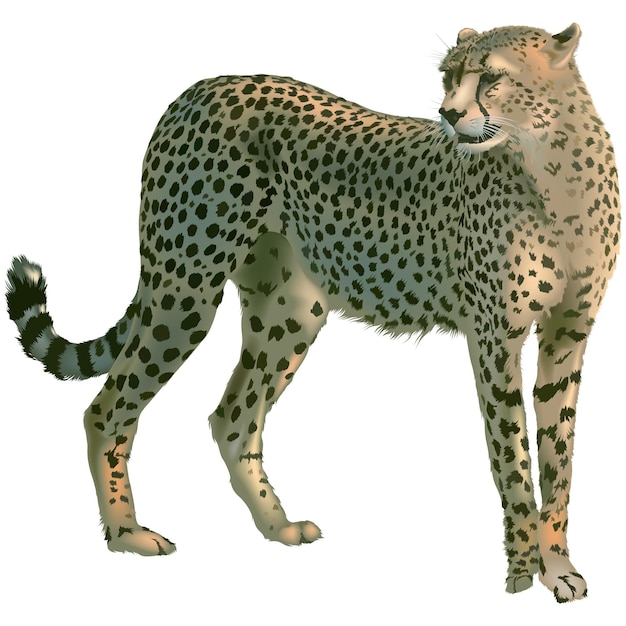 Vetor cheetah acinonyx jubatus