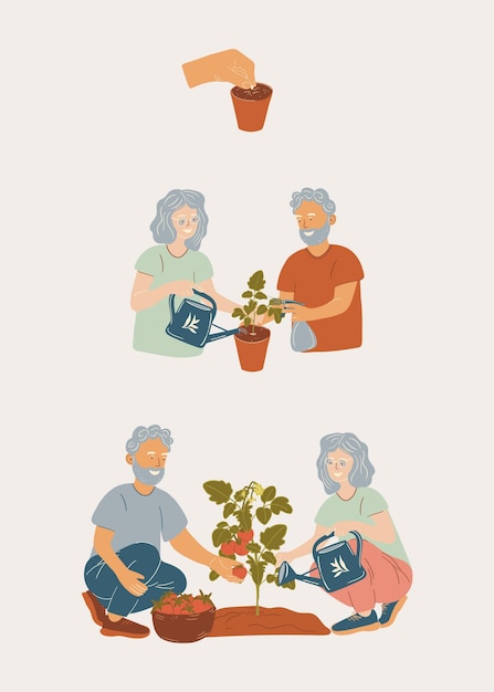 Ciclo de plantação de tomate de casal sênior Trabalho em equipa