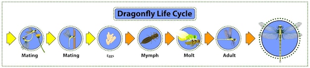 Vetor ciclo de vida da libélula vector gráfico