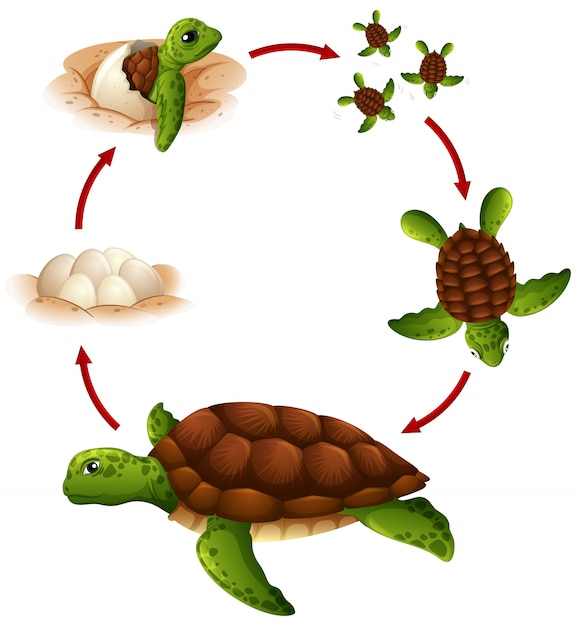 Ciclo de vida da tartaruga