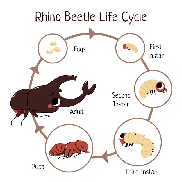Vetor ciclo de vida de besouro rinoceronte desenhado à mão