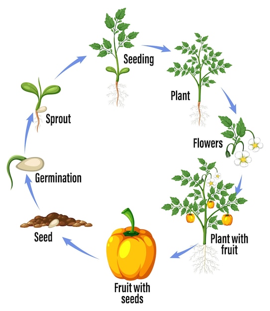 Ciclo de vida de um diagrama de planta