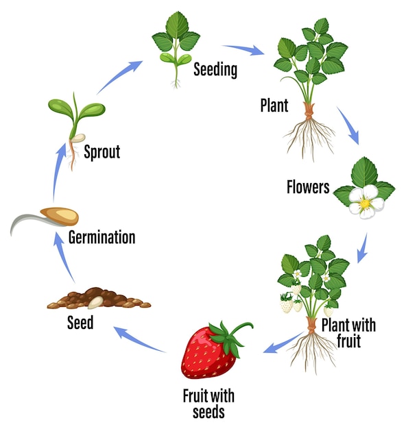 Ciclo de vida do diagrama de morango