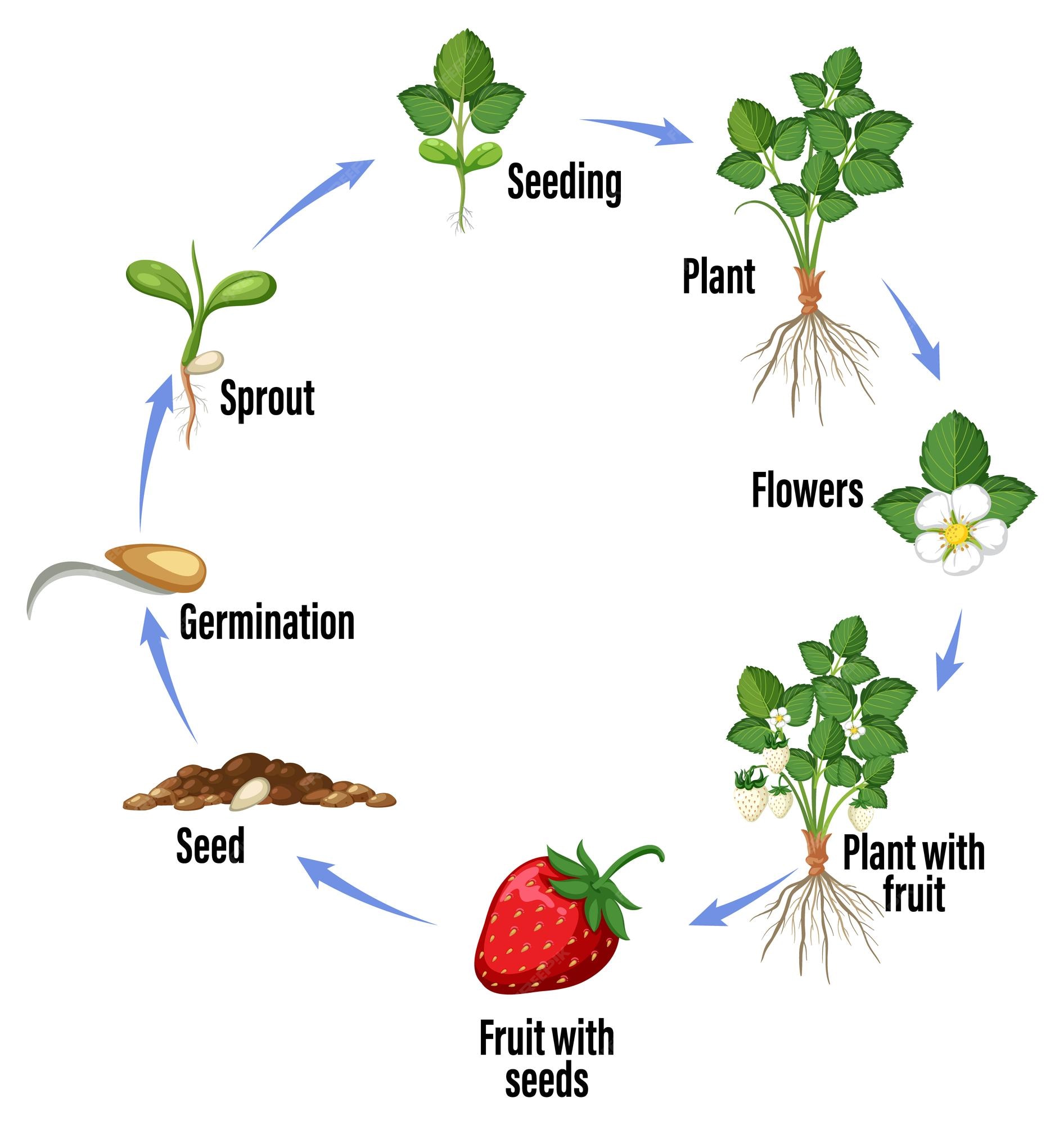 Diagrama para Fruits