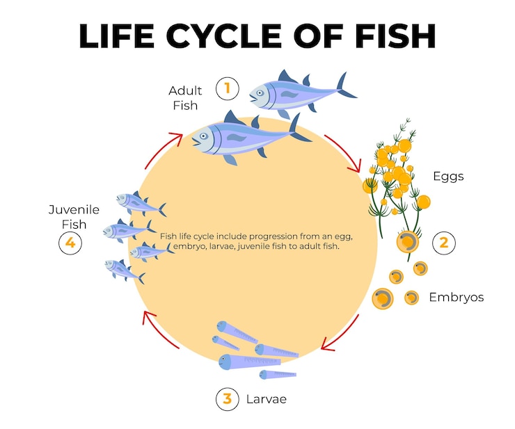 Vetor ciclo de vida dos peixes