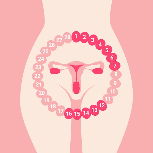 Ciclo menstrual feminino sistema reprodutivo feminino órgão do útero isolado no fundo branco