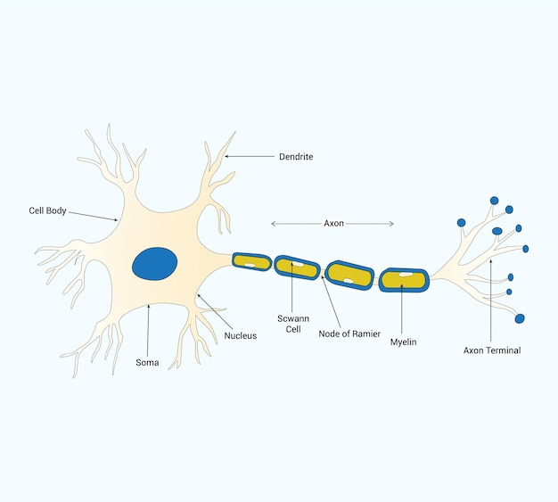 Ciência médica educacional Estrutura neuronal Diagrama de células cerebrais Ilustração vetorial esquemática