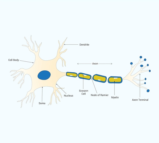 Vetor ciência médica educacional estrutura neuronal diagrama de células cerebrais ilustração vetorial esquemática