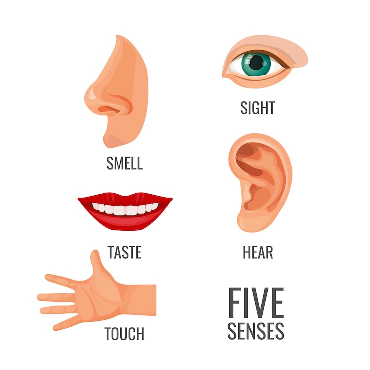 Vetor cinco sentidos com títulos em partes do corpo. olfato, visão e tato, ouvir e saborear. métodos de percepção e sentido, órgãos ajudando a sentir