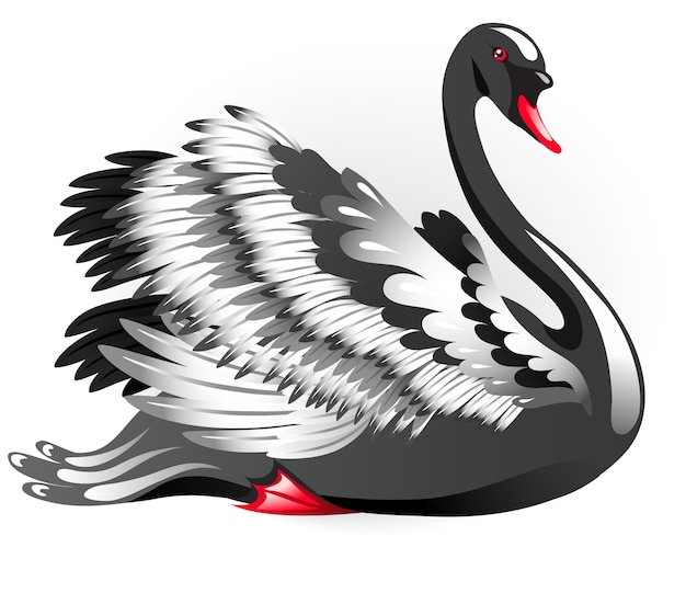 Cisne negro elegante