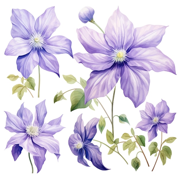 Clematis flor vetor clipart fundo branco