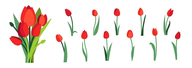 Clip-art de flores de tulipa vermelha e buquê de tulipas vermelhas de primavera isolado em branco