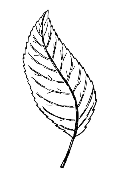 Clipart botânico da folha de contorno Ilustração vetorial desenhada à mão Esboço de tinta preta da planta isolado no fundo branco