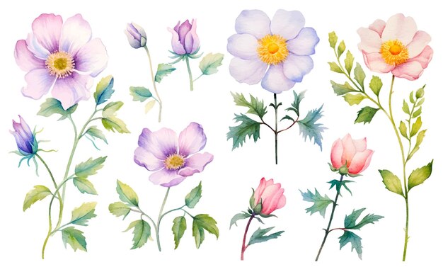 Clipart de ilustração botânica de flores em aquarela
