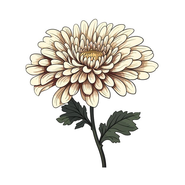 Vetor clipart de vetor de flor de crisântemo fundo branco