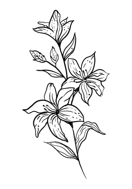 Clipart floral vetor de arte de linha de flores botânicas isoladas