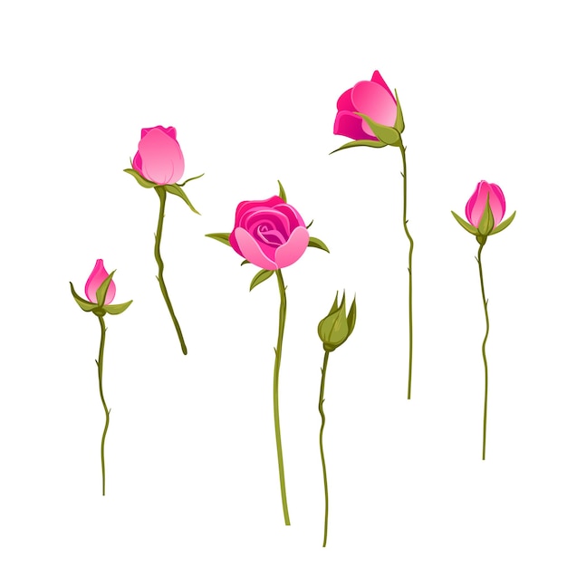 clipart rosa rosa