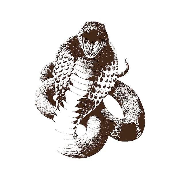 Cobra ilustrações de animais vintage vetor e isolado