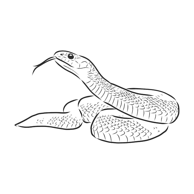 Cobra selvagem venenosa desenho ilustração vetorial cobra