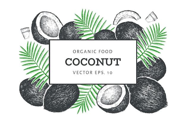 Coco com modelo de folhas de palmeira. Mão-extraídas ilustração de comida. Planta exótica de estilo gravado. Fundo botânico tropical vintage.