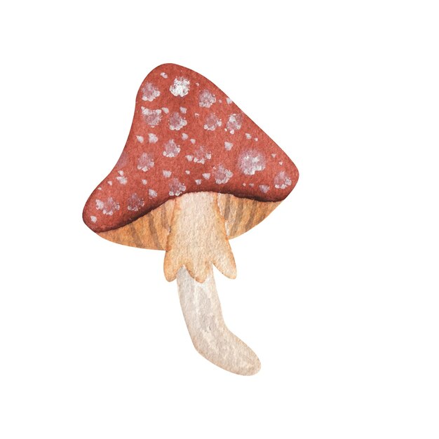 Cogumelo agárico-mosca. Elemento isolado sobre fundo branco. ilustração aquarela