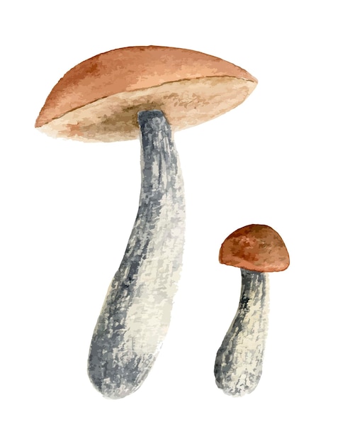 Cogumelo de vidoeiro de outono em aquarela. ilustração botânica da floresta. esboço de fungo