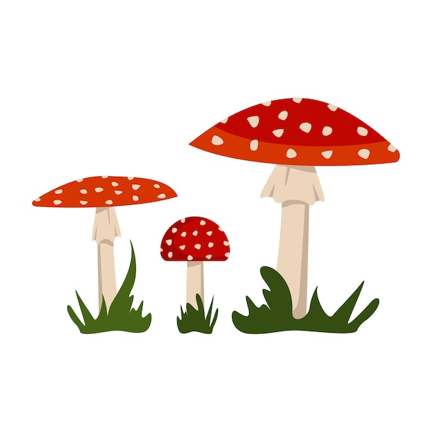 Cogumelos amanita com tampas vermelhas e manchas brancas.