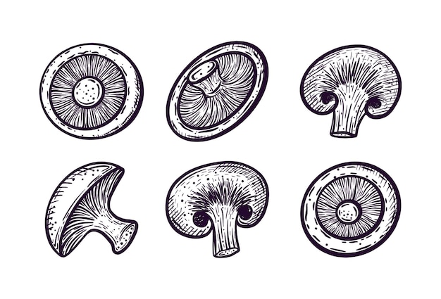 Cogumelos champignons Ilustração desenhada à mão