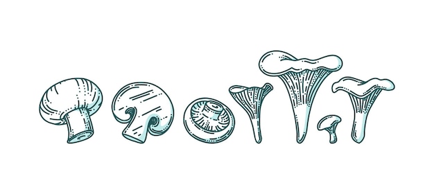 Cogumelos chanterelle e champignon em estilo doodle com sombra