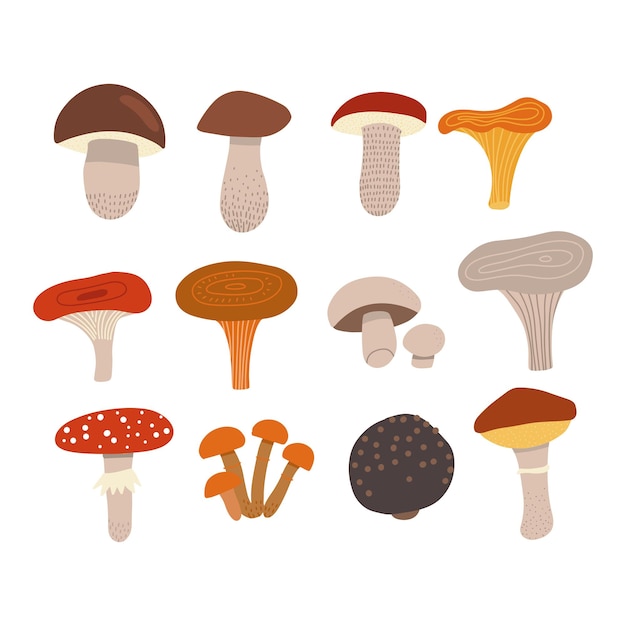 Cogumelos comestíveis com diferentes tipos de cogumelos agaric de mosca venenosa, como cogumelos chan ...