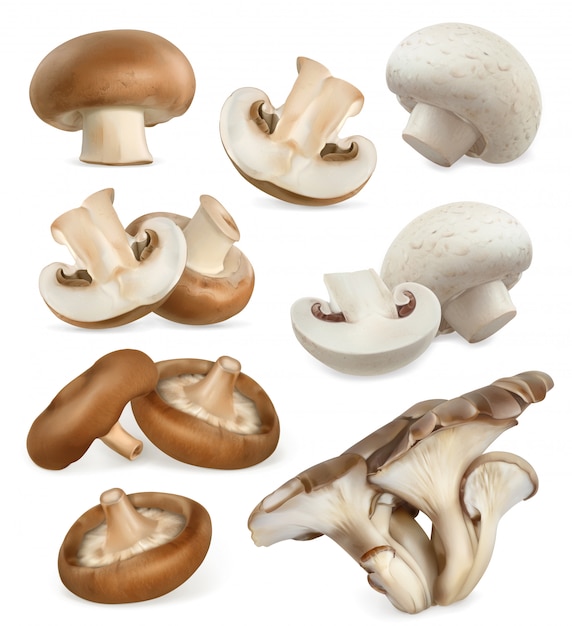 Vetor cogumelos comestíveis. shiitake, ostra, cremini, botão branco. conjunto de ícones 3d