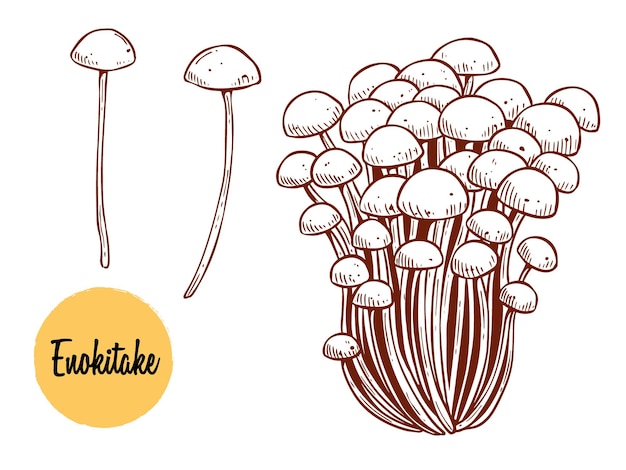 Cogumelos enoki com ilustração vetorial desenhada à mão. cozinha tradicional asiática