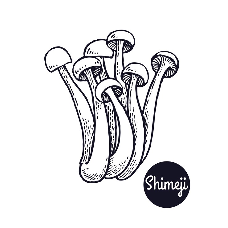Cogumelos gravuras vintage Shimeji.