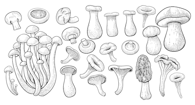 Vetor cogumelos vintage fungos da natureza botânica diferentes boletus porcini e shiitake vários champignons agaric e chanterelles elementos de gravura desenhados à mão ilustração de esboço vetorial