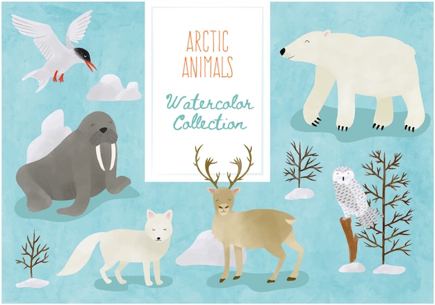 Vetor coleção aquarela - cute arctic animals