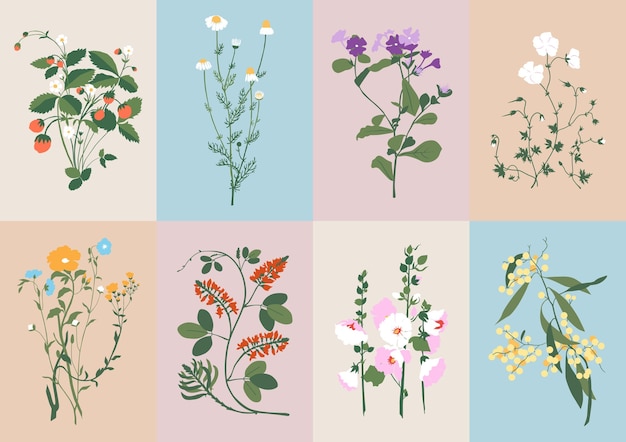 Coleção boêmia de flores silvestres e ilustrações botânicas