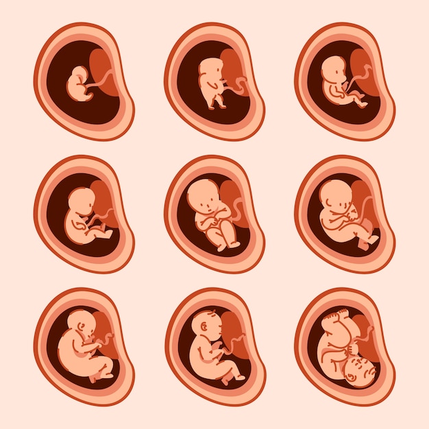 Vetor coleção criativa de desenvolvimento fetal