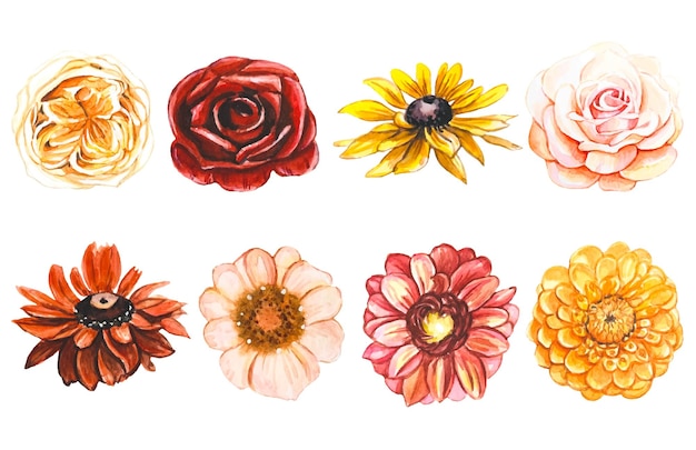 Coleção de aquarela de botões de flores de outono