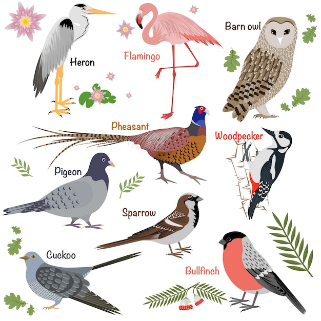 Coleção de aves realista. coruja de celeiro e garça-real, dom-fafe e faisão, pica-pau e flamingo.