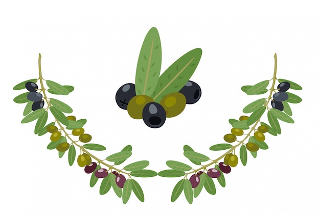 Coleção de azeitonas e ramos de Oliveira. Ramo de azeitonas gregas, galhos de árvore de comida de óleo de verão e ilustração de folhas