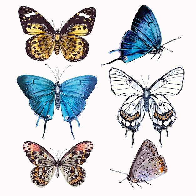 Coleção de borboletas realistas vetoriais para design em estilo vintage